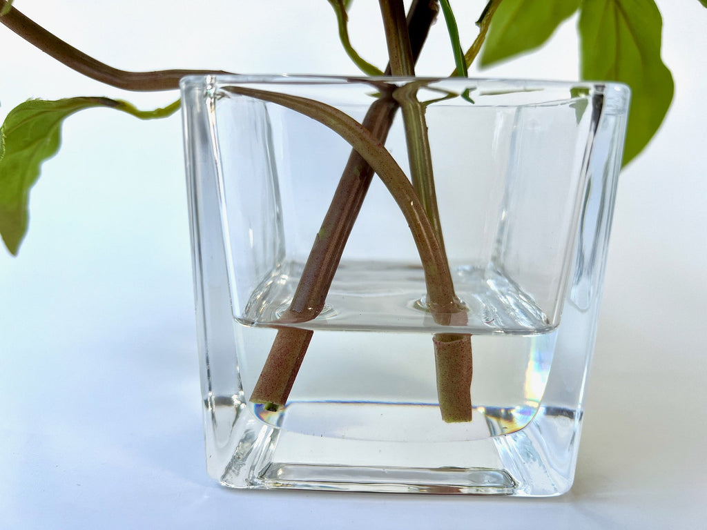 Real Touch Peony Arrangement in Glass Vase - 8"